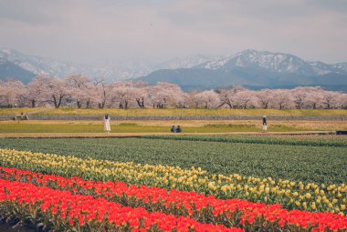 Japonya 'nın Toyama kentindeki geniş çiçek tarlaları ve karla kaplı dağlara karşı çiçek açan kiraz çiçeklerinin manzarası.