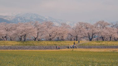 Japonya 'nın Toyama kentindeki geniş çiçek tarlaları ve karla kaplı dağlara karşı çiçek açan kiraz çiçeklerinin manzarası.