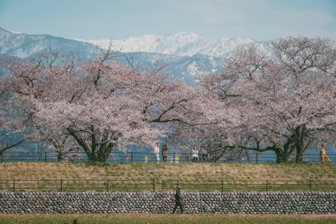 Toyama, Japonya - 14 Nisan 2025. İnsanlar Japonya, Toyama 'da arka planda kiraz çiçekleri olan bir çiçek tarlasında geziniyorlar..