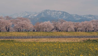 Japonya 'nın Toyama kentindeki geniş çiçek tarlaları ve karla kaplı dağlara karşı çiçek açan kiraz çiçeklerinin manzarası.