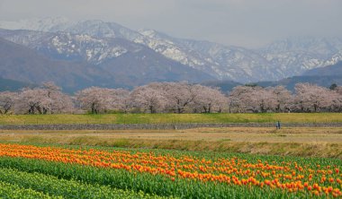 Japonya 'nın Toyama kentindeki geniş çiçek tarlaları ve karla kaplı dağlara karşı çiçek açan kiraz çiçeklerinin manzarası.
