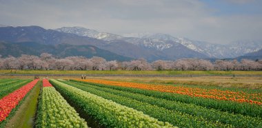 Japonya 'nın Toyama kentindeki geniş çiçek tarlaları ve karla kaplı dağlara karşı çiçek açan kiraz çiçeklerinin manzarası.