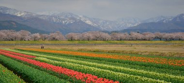 Japonya 'nın Toyama kentindeki geniş çiçek tarlaları ve karla kaplı dağlara karşı çiçek açan kiraz çiçeklerinin manzarası.