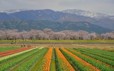 Japonya 'nın Toyama kentindeki geniş çiçek tarlaları ve karla kaplı dağlara karşı çiçek açan kiraz çiçeklerinin manzarası.