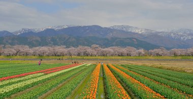 Japonya 'nın Toyama kentindeki geniş çiçek tarlaları ve karla kaplı dağlara karşı çiçek açan kiraz çiçeklerinin manzarası.