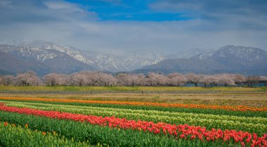 Japonya 'nın Toyama kentindeki geniş çiçek tarlaları ve karla kaplı dağlara karşı çiçek açan kiraz çiçeklerinin manzarası.