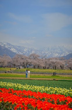 Japonya 'nın Toyama kentindeki geniş çiçek tarlaları ve karla kaplı dağlara karşı çiçek açan kiraz çiçeklerinin manzarası.
