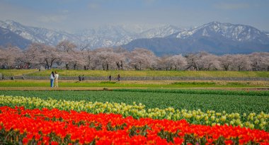 Japonya 'nın Toyama kentindeki geniş çiçek tarlaları ve karla kaplı dağlara karşı çiçek açan kiraz çiçeklerinin manzarası.