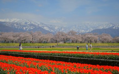 Toyama, Japonya - 14 Nisan 2025. Japonya 'nın Toyama kentindeki uçsuz bucaksız çiçek ve karlı dağlarda yaşayan insanlar..