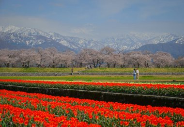 Toyama, Japonya - 14 Nisan 2025. Japonya 'nın Toyama kentindeki uçsuz bucaksız çiçek ve karlı dağlarda yaşayan insanlar..