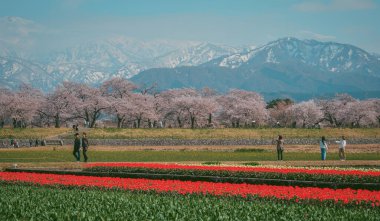 Toyama, Japonya - 14 Nisan 2025. Japonya 'nın Toyama kentindeki uçsuz bucaksız çiçek ve karlı dağlarda yaşayan insanlar..