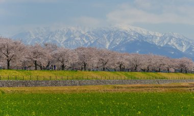 Japonya 'nın Toyama kentindeki geniş çiçek tarlaları ve karla kaplı dağlara karşı çiçek açan kiraz çiçeklerinin manzarası.