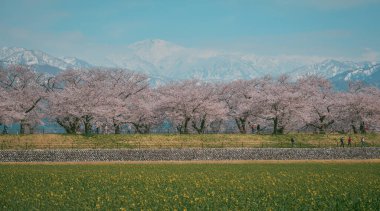 Japonya 'nın Toyama kentindeki geniş çiçek tarlaları ve karla kaplı dağlara karşı çiçek açan kiraz çiçeklerinin manzarası.