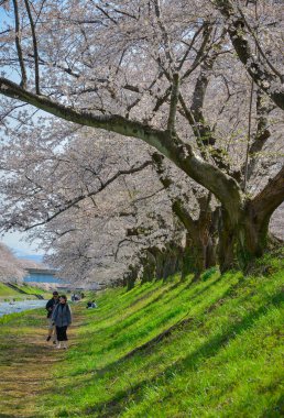Toyama, Japonya - 14 Nisan 2025. Japonya 'nın Toyama kentindeki Funagawa nehri boyunca çiçek açan iki sıra antik kiraz ağacı..