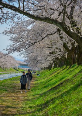 Toyama, Japonya - 14 Nisan 2025. Japonya 'nın Toyama kentindeki Funagawa nehri boyunca çiçek açan iki sıra antik kiraz ağacı..