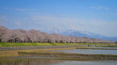 Japonya 'nın Toyama kentindeki geniş çiçek tarlaları ve karla kaplı dağlara karşı çiçek açan kiraz çiçeklerinin manzarası.