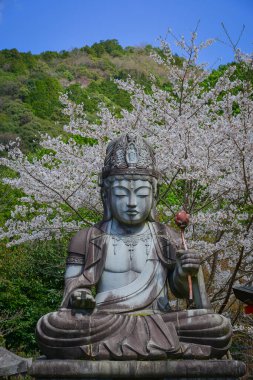 Japonya 'nın Nara kentindeki Tsubosaka Tapınağı' nda büyük Buda heykeli ve şeftali çiçekleri çiçek açıyor..