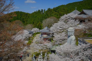 Japonya 'nın Nara kentindeki Tsubosaka Tapınağı' nda büyük Buda heykeli ve şeftali çiçekleri çiçek açıyor..
