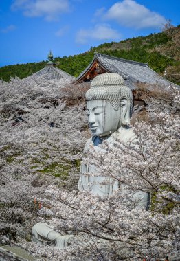 Nisan ayında Japonya 'nın Nara kentindeki Tsubosaka Tapınağı' nda şeftali çiçekleri sergileniyor..