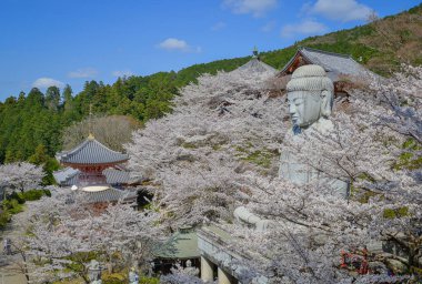 Nisan ayında Japonya 'nın Nara kentindeki Tsubosaka Tapınağı' nda şeftali çiçekleri sergileniyor..