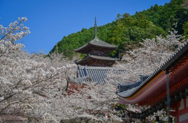 Japonya, Nara 'da kiraz çiçeklerinin açtığı bahar manzarası.