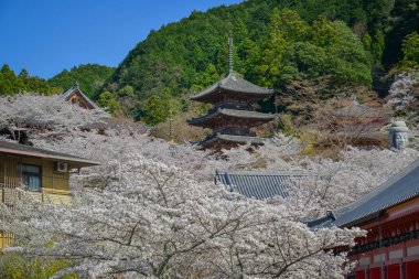 Japonya, Nara 'da kiraz çiçeklerinin açtığı bahar manzarası.