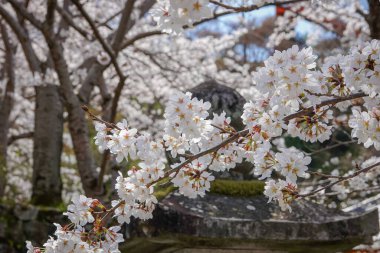Nisan ayında Japonya 'nın Nara kentindeki Tsubosaka Tapınağı' nda şeftali çiçekleri sergileniyor..