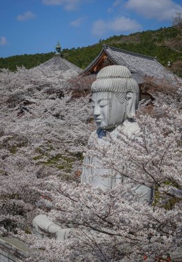Nisan ayında Japonya 'nın Nara kentindeki Tsubosaka Tapınağı' nda şeftali çiçekleri sergileniyor..