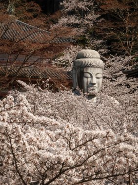 Nisan ayında Japonya 'nın Nara kentindeki Tsubosaka Tapınağı' nda şeftali çiçekleri sergileniyor..
