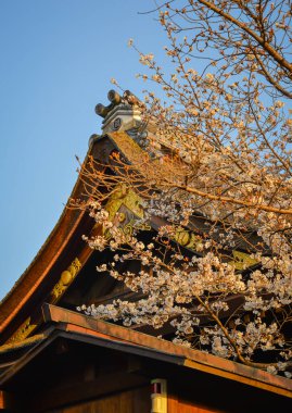 Japonya 'nın Nara kentindeki antik bir tapınakta çiçek açan şeftali çiçekleri manzarası..