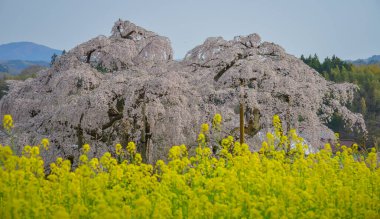 Eski Miharu Takizakura kiraz ağacını Japonya 'nın Fukushima şehrinde çiçek açarken görmek.