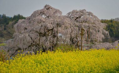 Eski Miharu Takizakura kiraz ağacını Japonya 'nın Fukushima şehrinde çiçek açarken görmek.