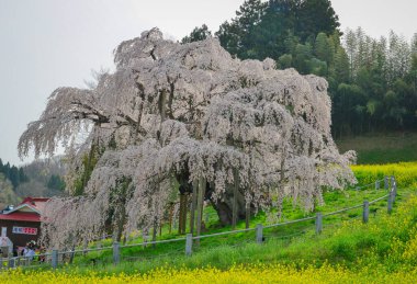 Fukushima, Japonya - 18 Nisan 2025. Japonya, Fukushima 'da zirvedeki antik Miharu Takizakura kiraz ağacını gören insanlar..