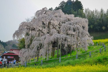 Fukushima, Japonya - 18 Nisan 2025. Japonya, Fukushima 'da zirvedeki antik Miharu Takizakura kiraz ağacını gören insanlar..