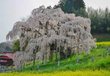 Fukushima, Japonya - 18 Nisan 2025. Japonya, Fukushima 'da zirvedeki antik Miharu Takizakura kiraz ağacını gören insanlar..
