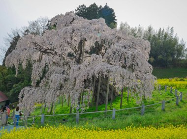Fukushima, Japonya - 18 Nisan 2025. Japonya, Fukushima 'da zirvedeki antik Miharu Takizakura kiraz ağacını gören insanlar..
