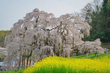 Eski Miharu Takizakura kiraz ağacını Japonya 'nın Fukushima şehrinde çiçek açarken görmek.