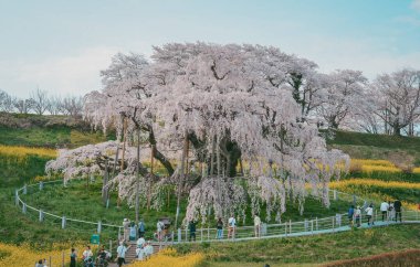 Fukushima, Japonya - 18 Nisan 2025. Japonya, Fukushima 'da zirvedeki antik Miharu Takizakura kiraz ağacını gören insanlar..