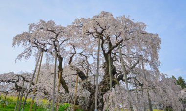 Eski Miharu Takizakura kiraz ağacını Japonya 'nın Fukushima şehrinde çiçek açarken görmek.