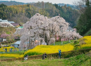 Fukushima, Japonya - 18 Nisan 2025. Japonya, Fukushima 'da zirvedeki antik Miharu Takizakura kiraz ağacını gören insanlar..