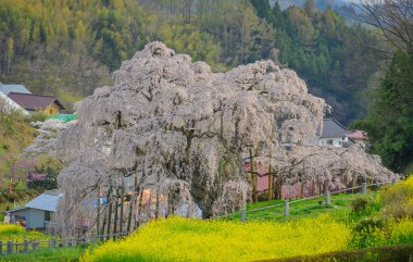 Eski Miharu Takizakura kiraz ağacını Japonya 'nın Fukushima şehrinde çiçek açarken görmek.