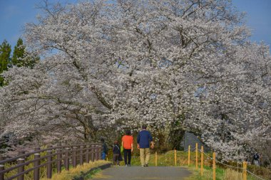 İnsanlar Japonya 'nın Fukushima şehrinde çiçek açan şeftali ağaçlarıyla çevrili kırsal bir alanda geziniyorlar..