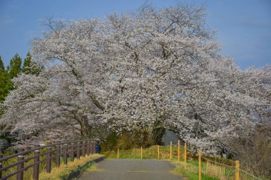 Japonya 'nın Fukushima ilinde Nisan ayı boyunca şeftali çiçekleri (sakura) açmaktadır..