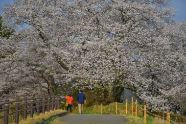 İnsanlar Japonya 'nın Fukushima şehrinde çiçek açan şeftali ağaçlarıyla çevrili kırsal bir alanda geziniyorlar..