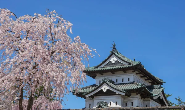 Nisan ayı boyunca Japonya 'nın Aomori kentindeki Hirosaki Kalesi' nde kiraz çiçekleri güzel bir şekilde açar..