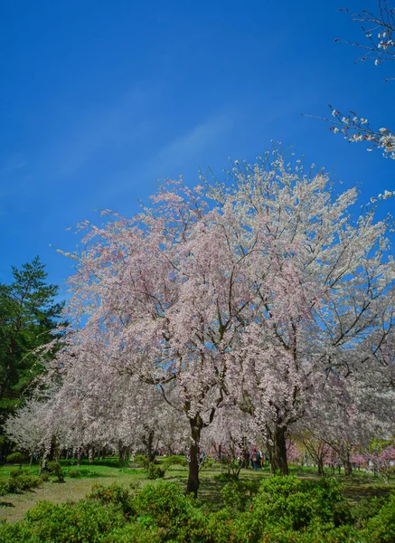 Japonya 'nın Aomori kentindeki Hirosaki Kalesi parkında büyüleyici kiraz çiçeği manzarası.
