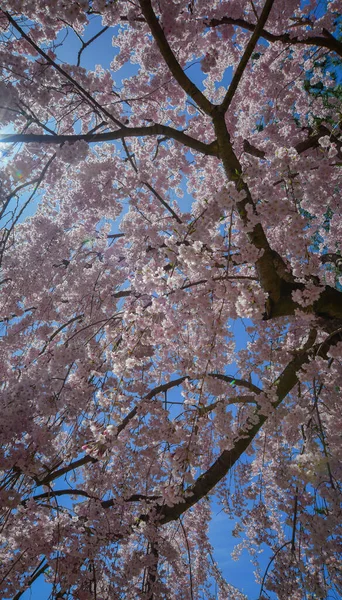 Japonya 'nın Aomori kentindeki Hirosaki Kalesi' nde Nisan ayı boyunca kiraz çiçekleri güzel bir şekilde açar..