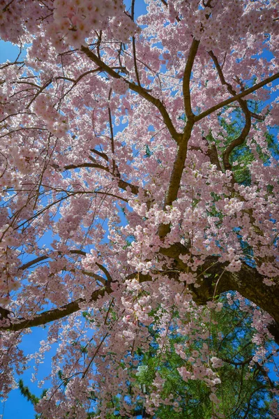 Japonya 'nın Aomori kentindeki Hirosaki Kalesi' nde Nisan ayı boyunca kiraz çiçekleri güzel bir şekilde açar..