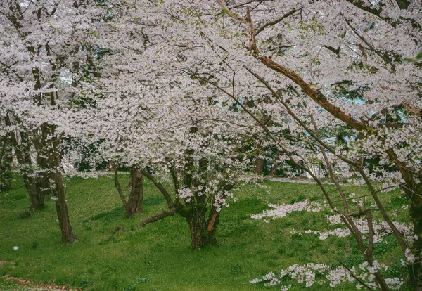 Kiraz çiçekleri, Japonya 'nın Yamagata Kalesi' ndeki Kajo Parkı 'nda göz kamaştırıcı bir manzara yaratıyor..