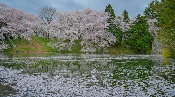 Kajo Park, Yamagata Şatosu 'ndaki göle yağmur gibi yağan kiraz çiçekleri..